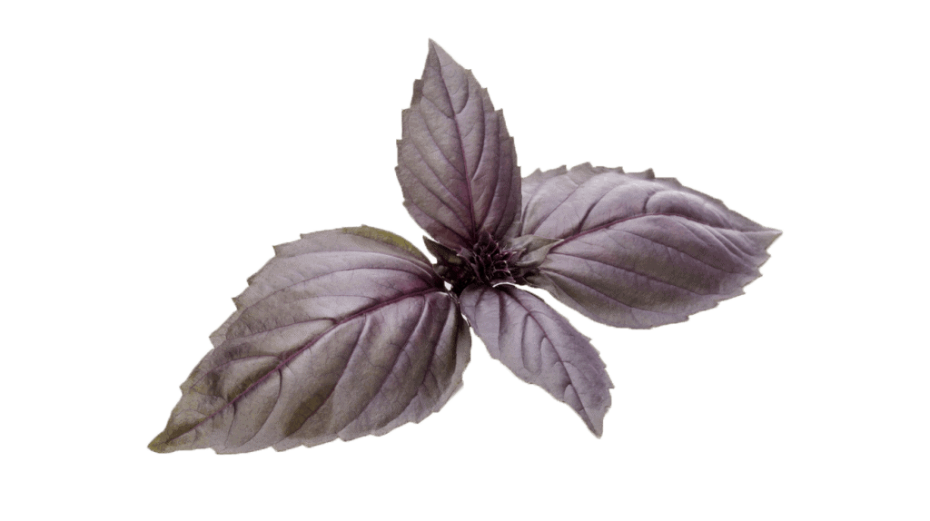 Dark Opal Basil Vegehome Pods Info