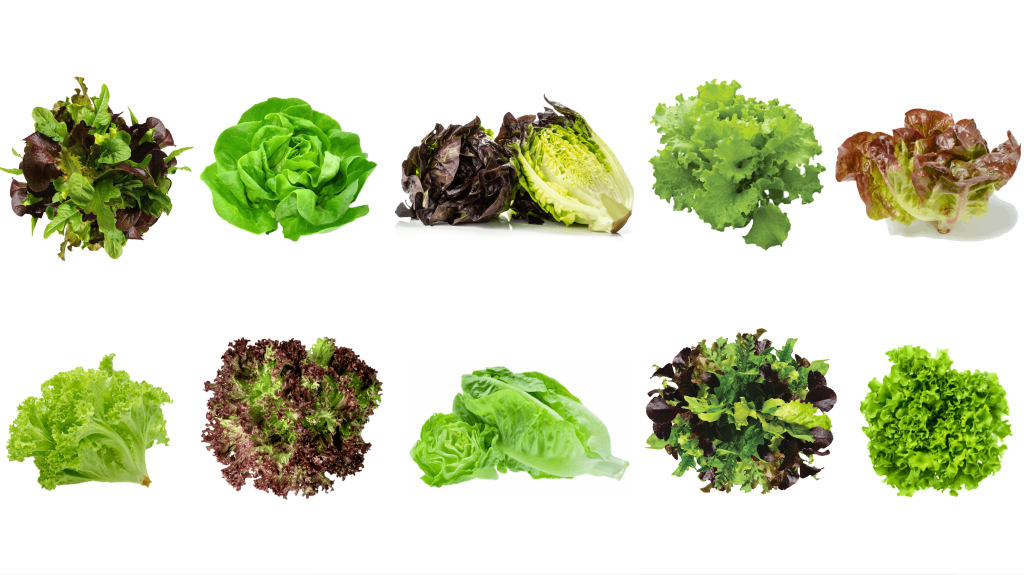 lettuce-bundle-vegehome-usa